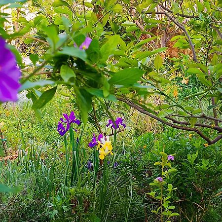 Olive Lemon Biophilic House & Lush Forest Garden Vamos Exterior photo