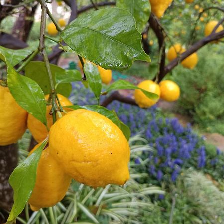 Olive Lemon Biophilic House & Lush Forest Garden Vamos Exterior photo