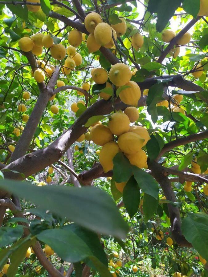 Olive Lemon Biophilic House & Lush Forest Garden Vamos Exterior photo