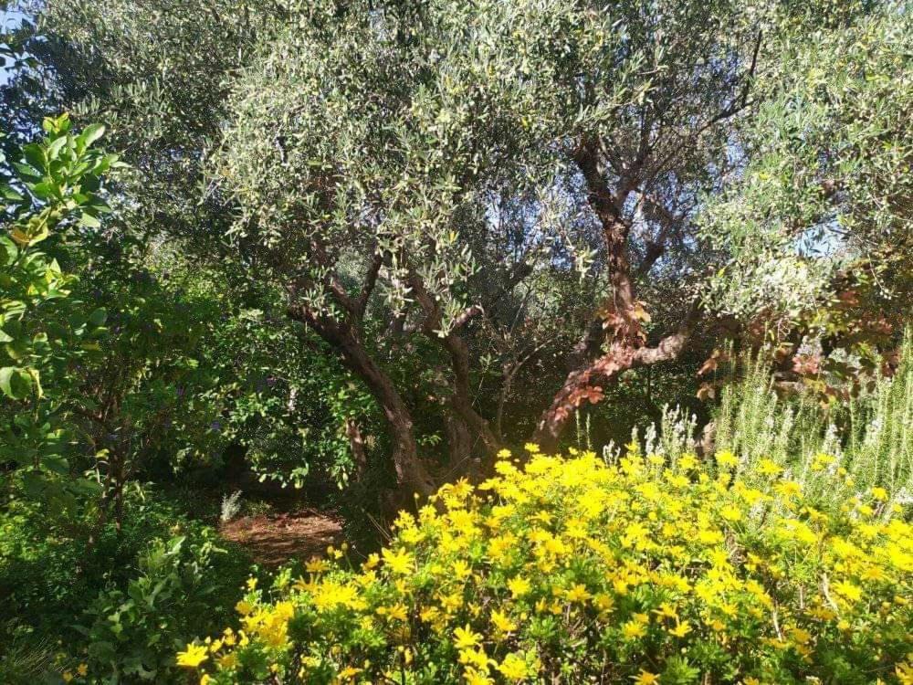 Olive Lemon Biophilic House & Lush Forest Garden Vamos Exterior photo