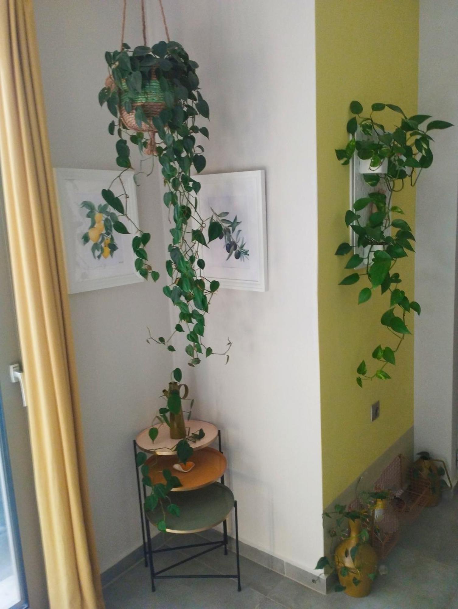 Olive Lemon Biophilic House & Lush Forest Garden Vamos Exterior photo