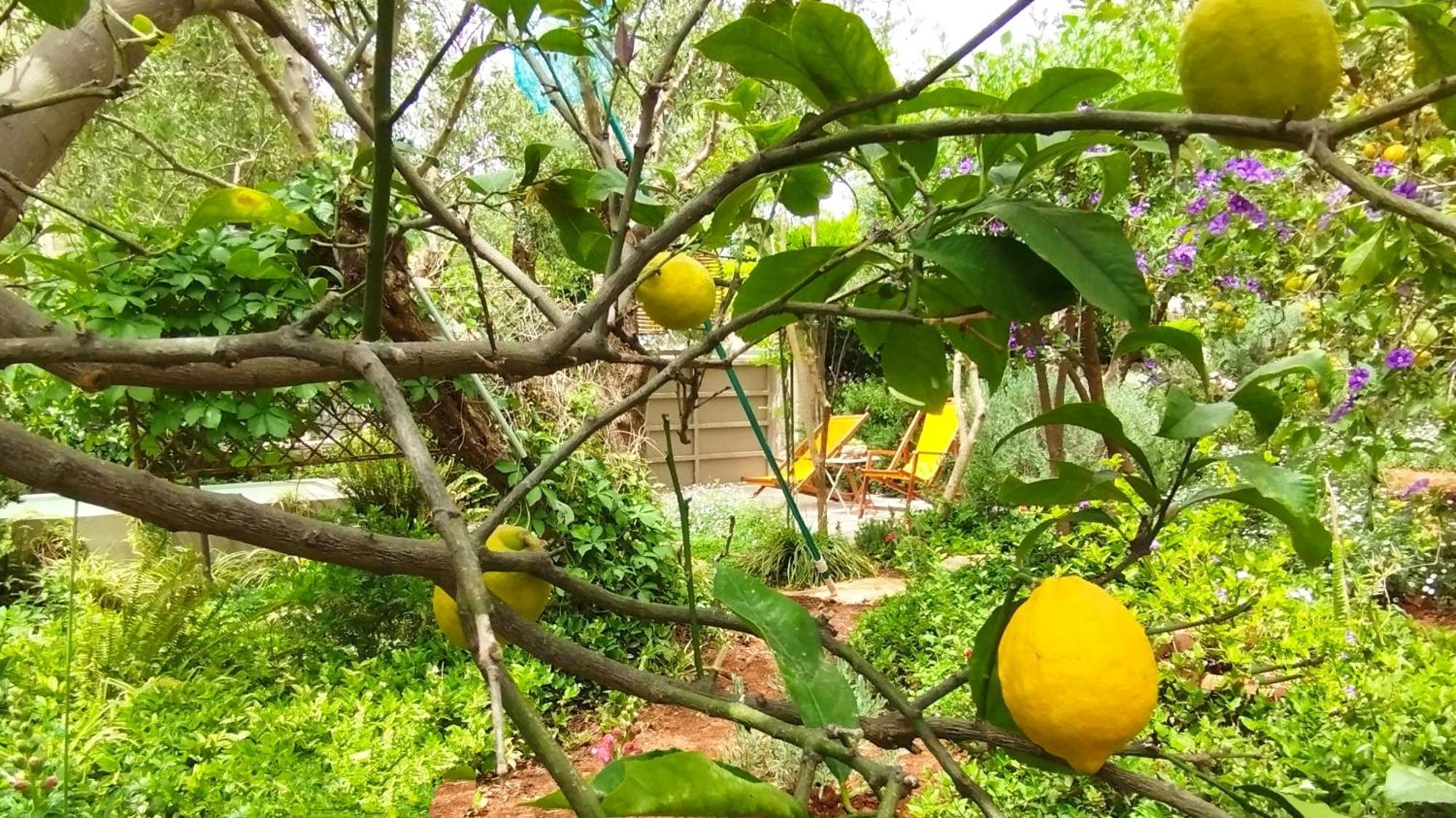Olive Lemon Biophilic House & Lush Forest Garden Vamos Room photo