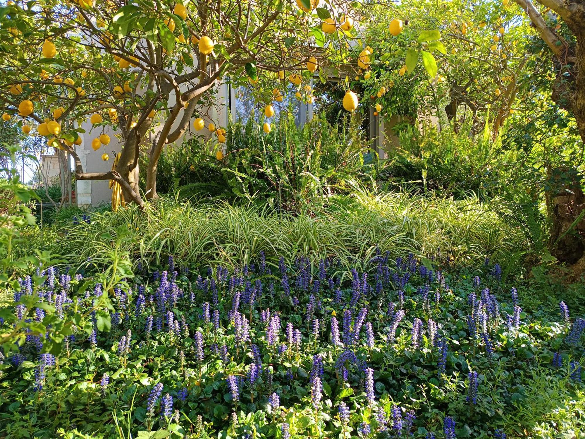 Olive Lemon Biophilic House & Lush Forest Garden Vamos Exterior photo